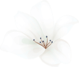 https://galeriedesfetes.com/wp-content/uploads/2020/12/home_04_flower_01.png